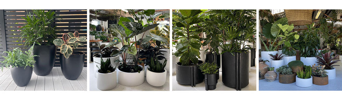 Best Plants for Autumn - Plant Care Tips
