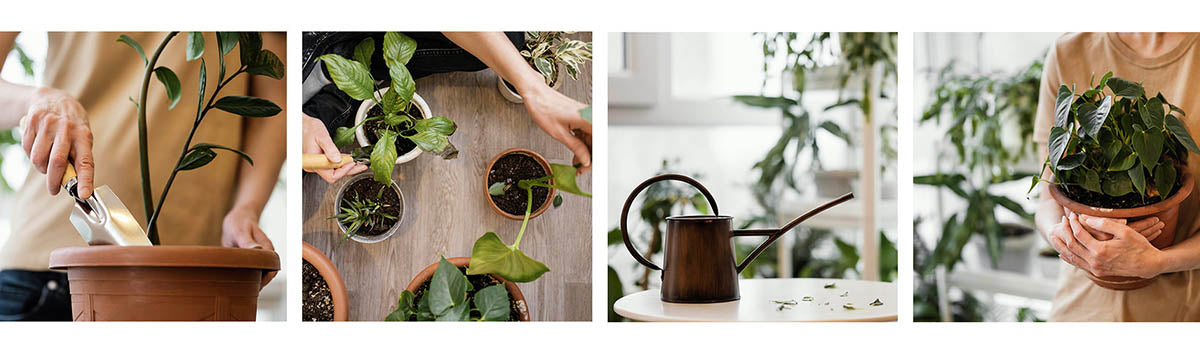 Best Plants for Winter in Your Home and Top Plant Care Tips