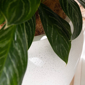 Mediterranean Range "SOLE"