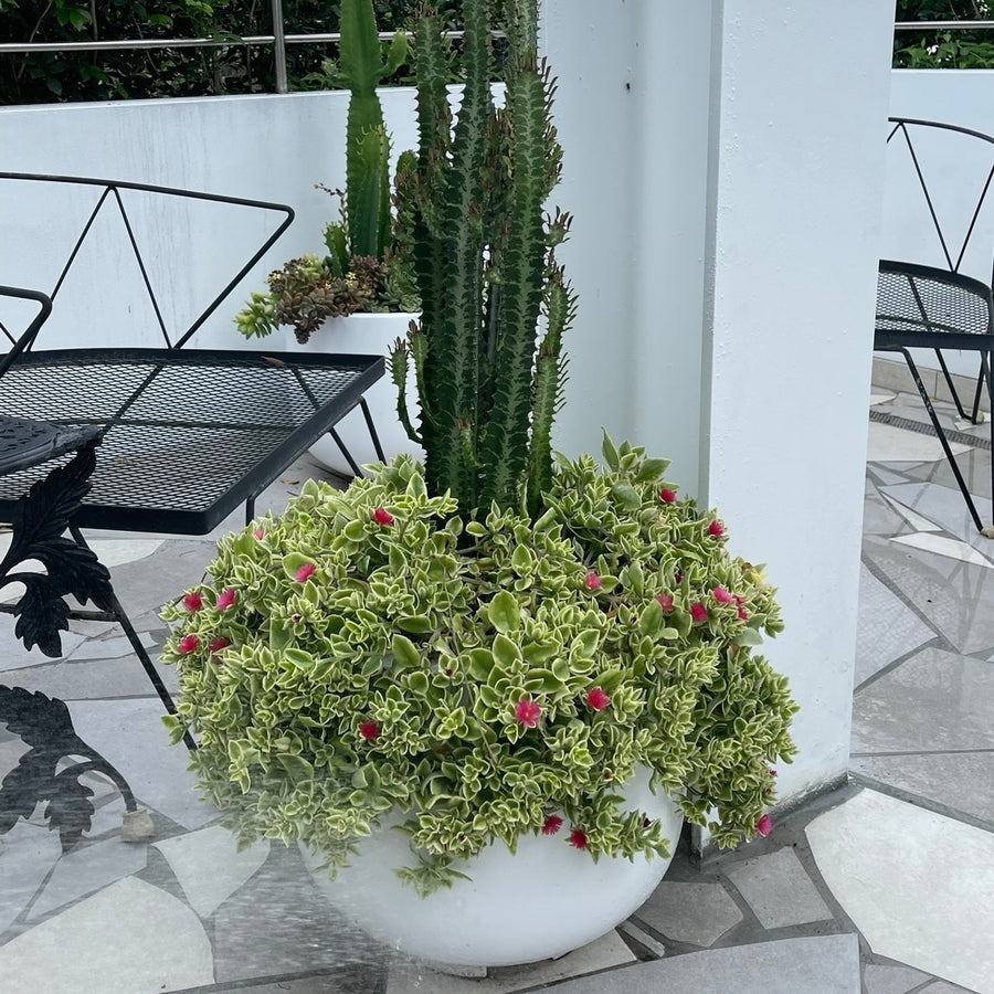 The Avalon Planter