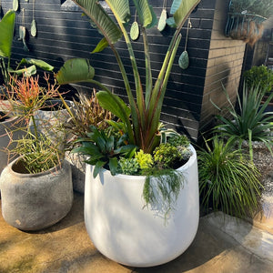 The Palm Beach Planter