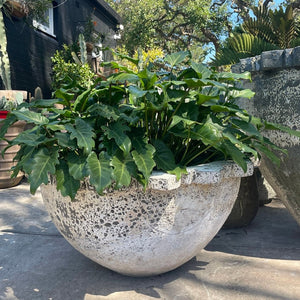 Woodfired Clay Capital Bowl