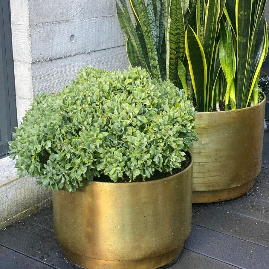 large brass planter pots australia Indian Brass floating planter