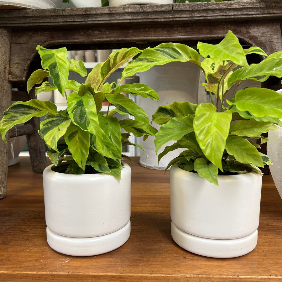 Soft cylinder planter