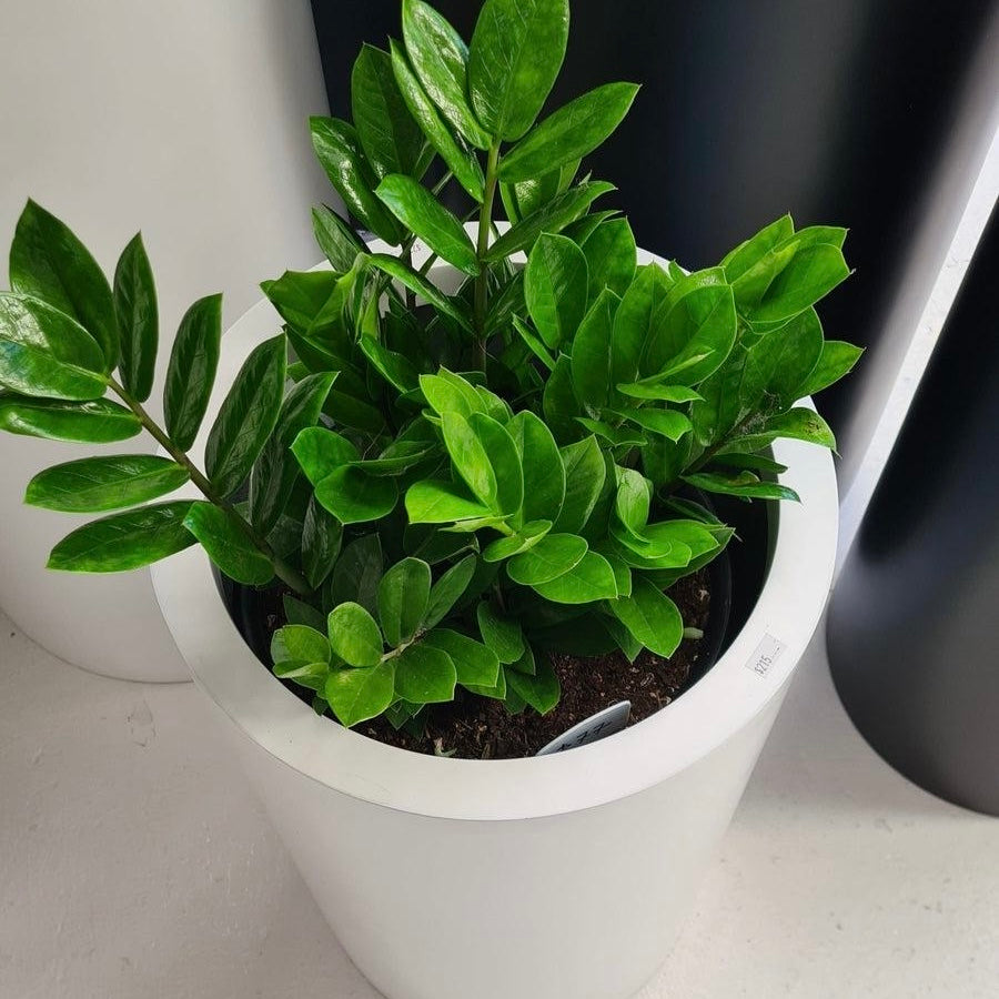 The Narrabeen Planter