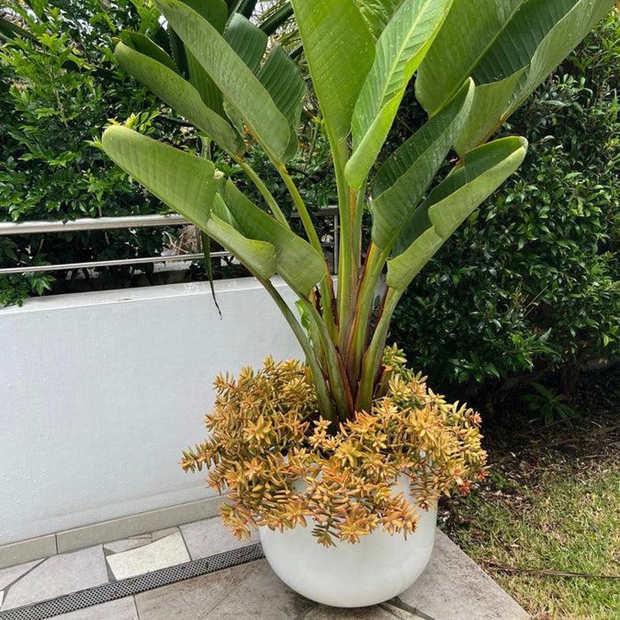 The Avalon Planter