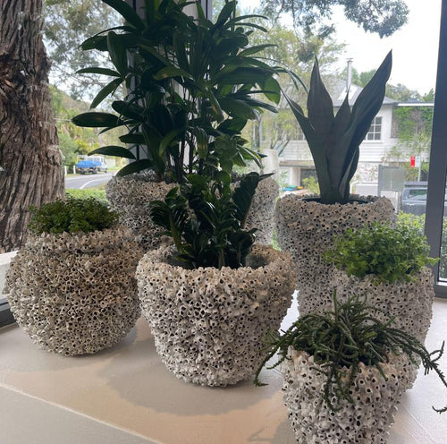 Barnacle bowl/pot