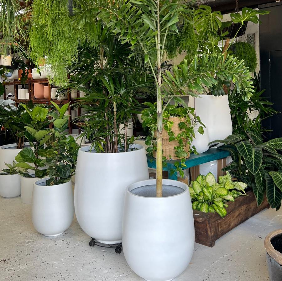 The Whale Beach Planter