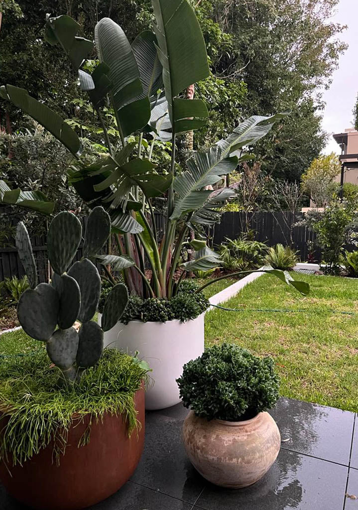 Pots Plants The Pot Warehouse