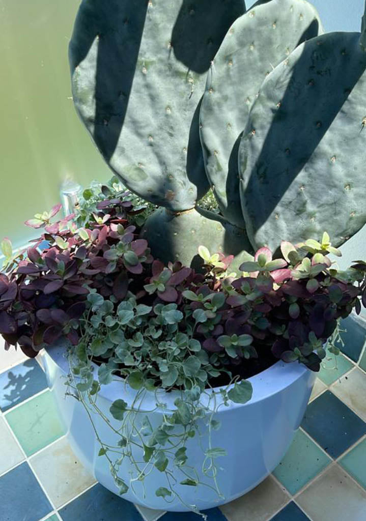 Pots Plants The Pot Warehouse