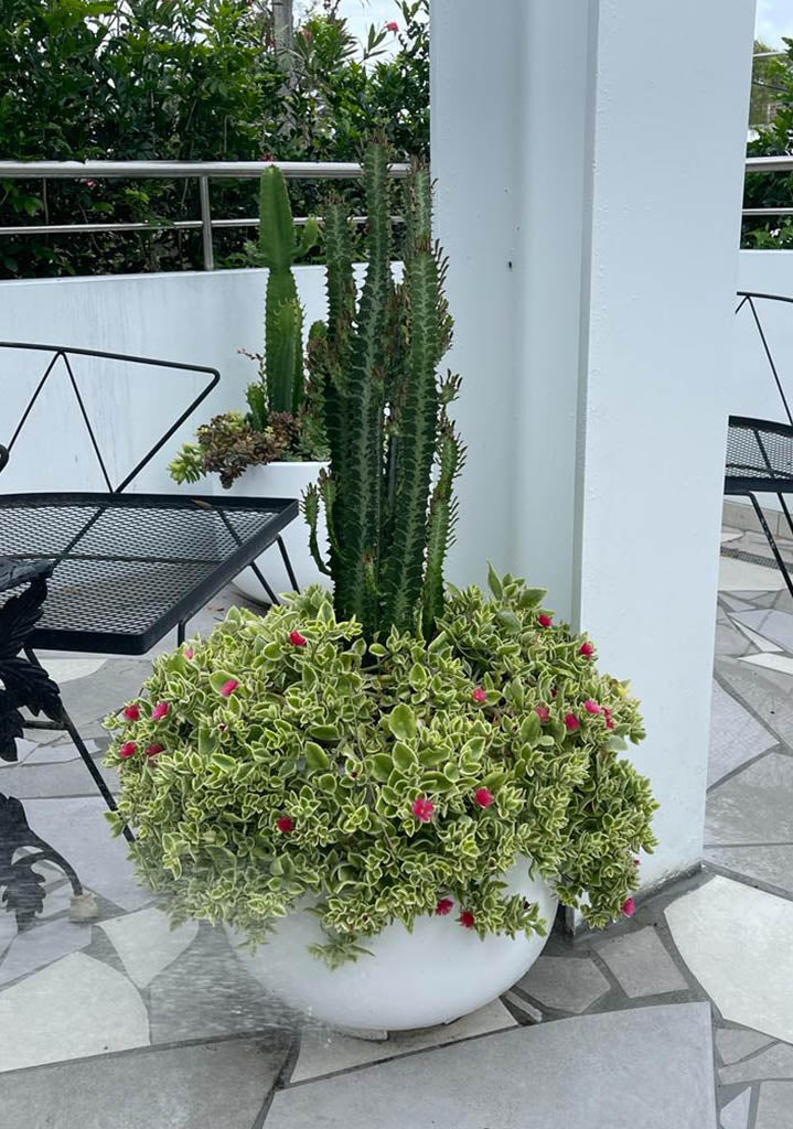 Pots Plants The Pot Warehouse