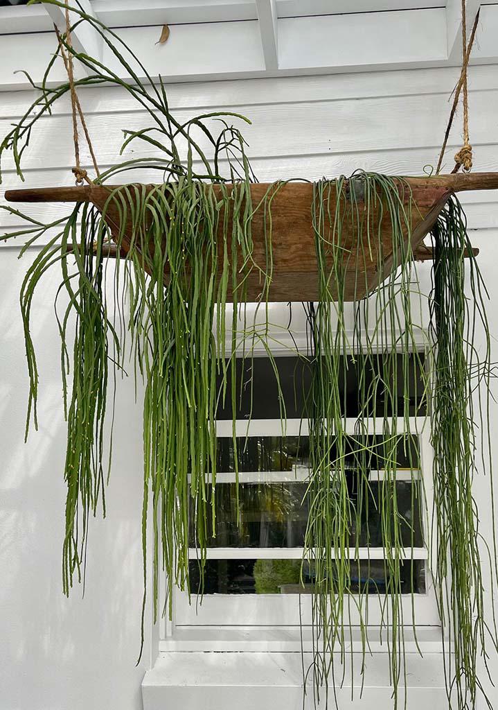 Pots Plants The Pot Warehouse