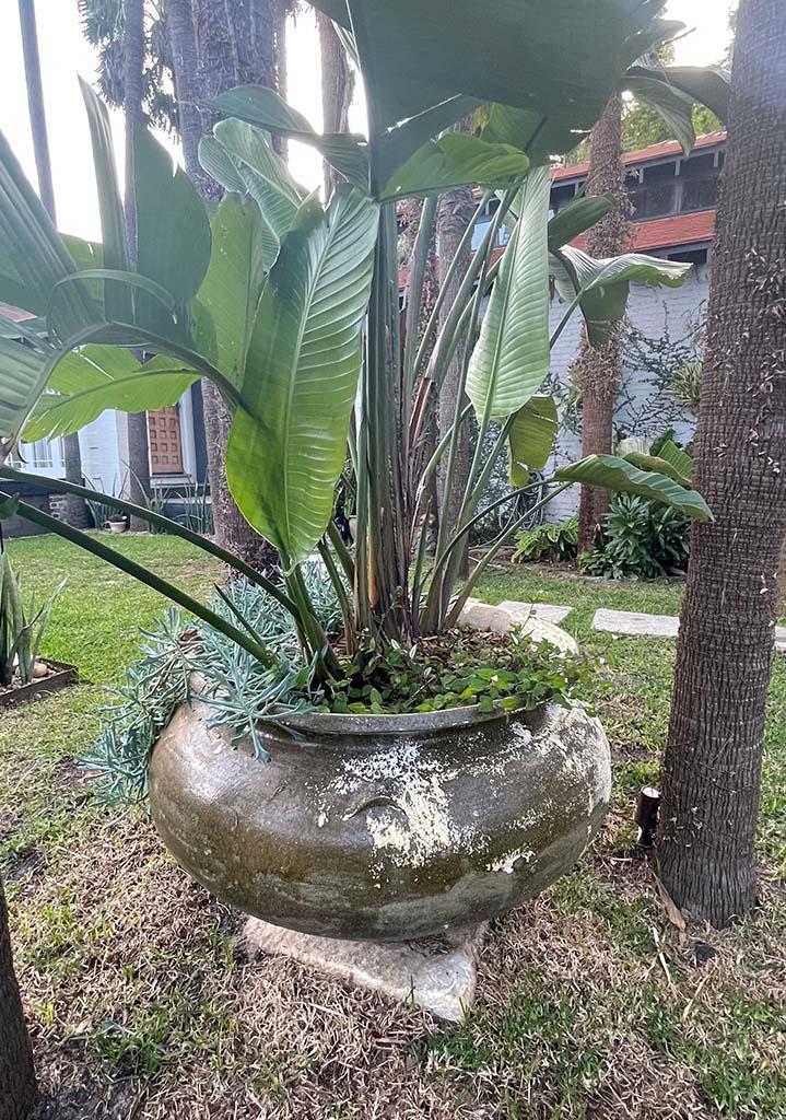 Pots Plants The Pot Warehouse