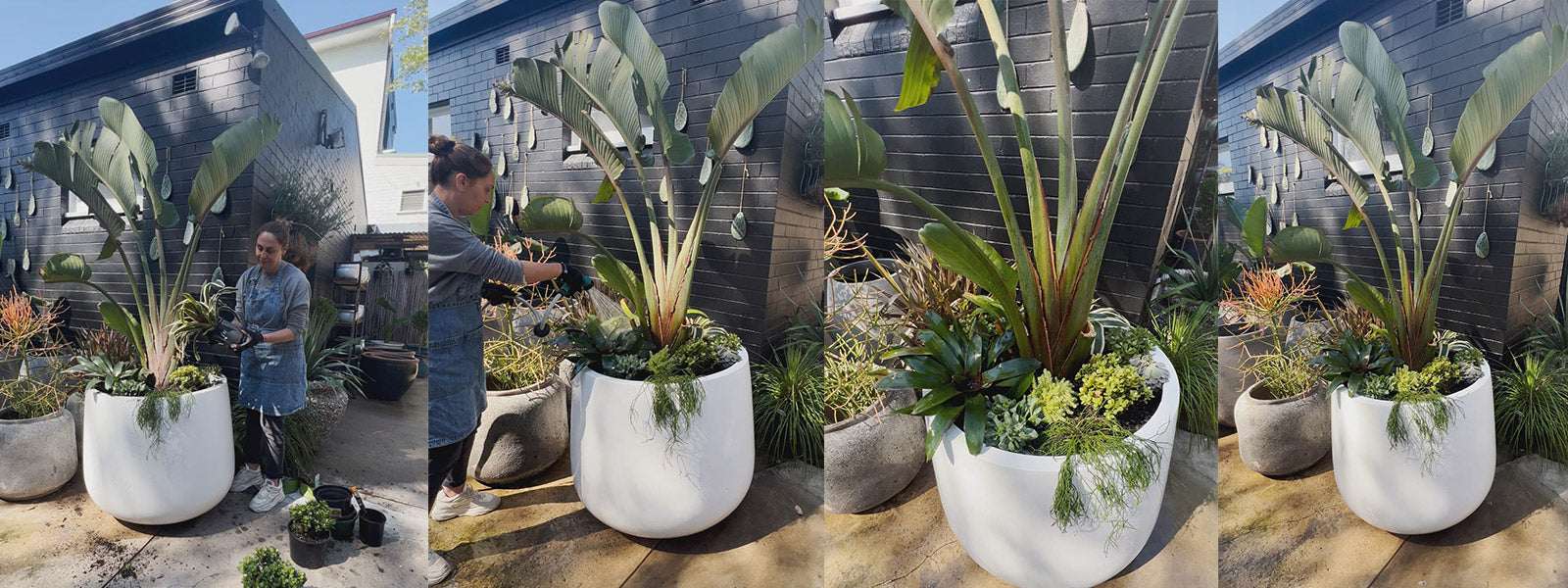 Pots Plants The Pot Warehouse