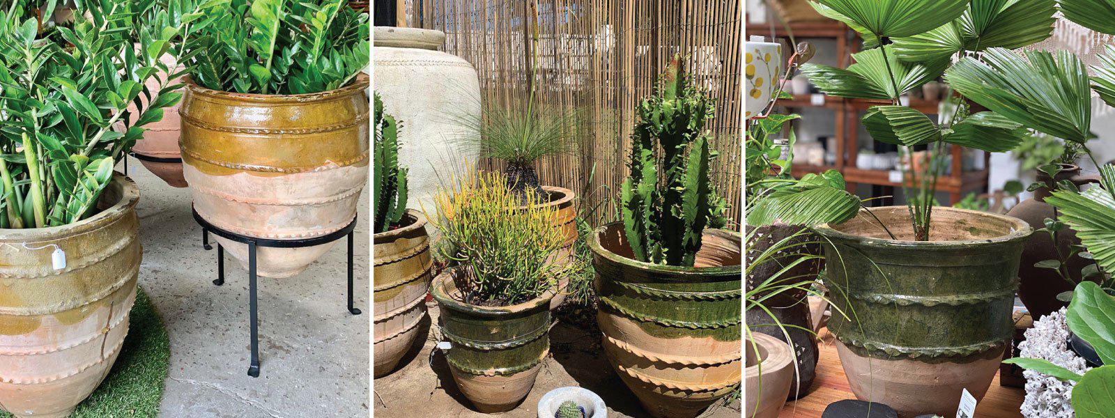 Pots Plants The Pot Warehouse