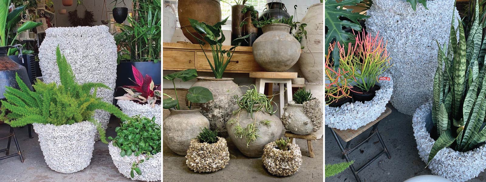 Pots Plants The Pot Warehouse