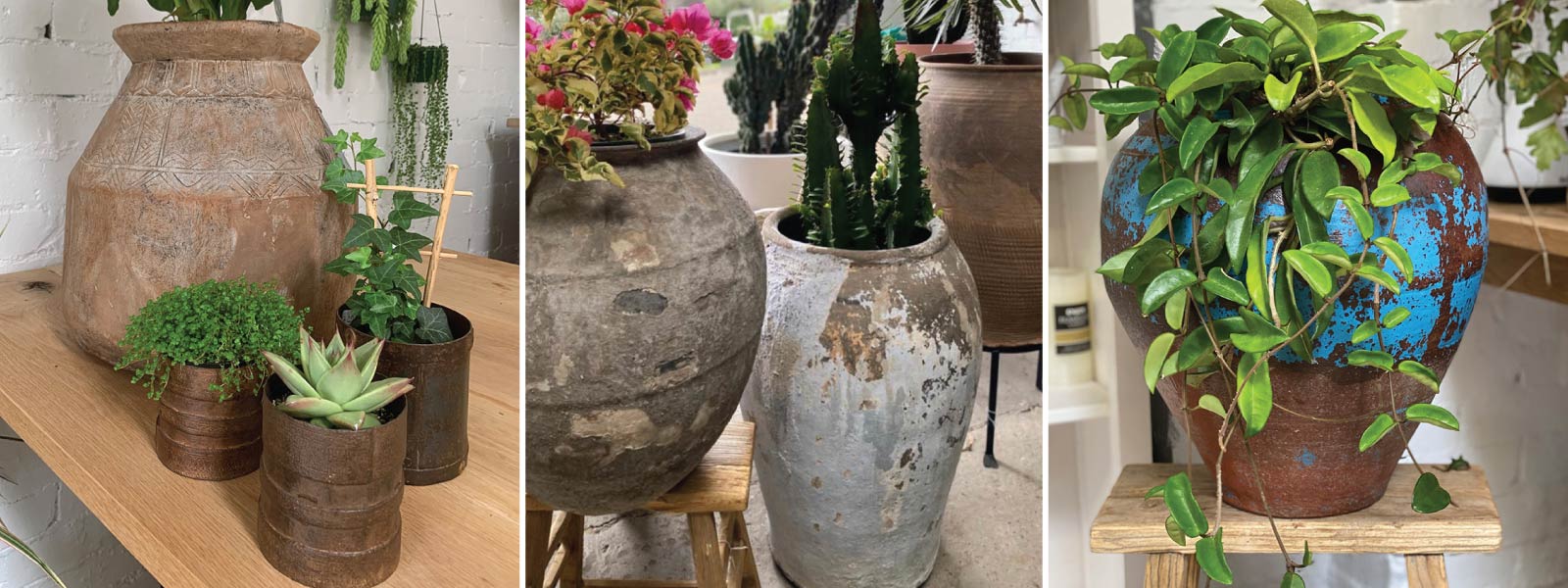 Pots Plants The Pot Warehouse