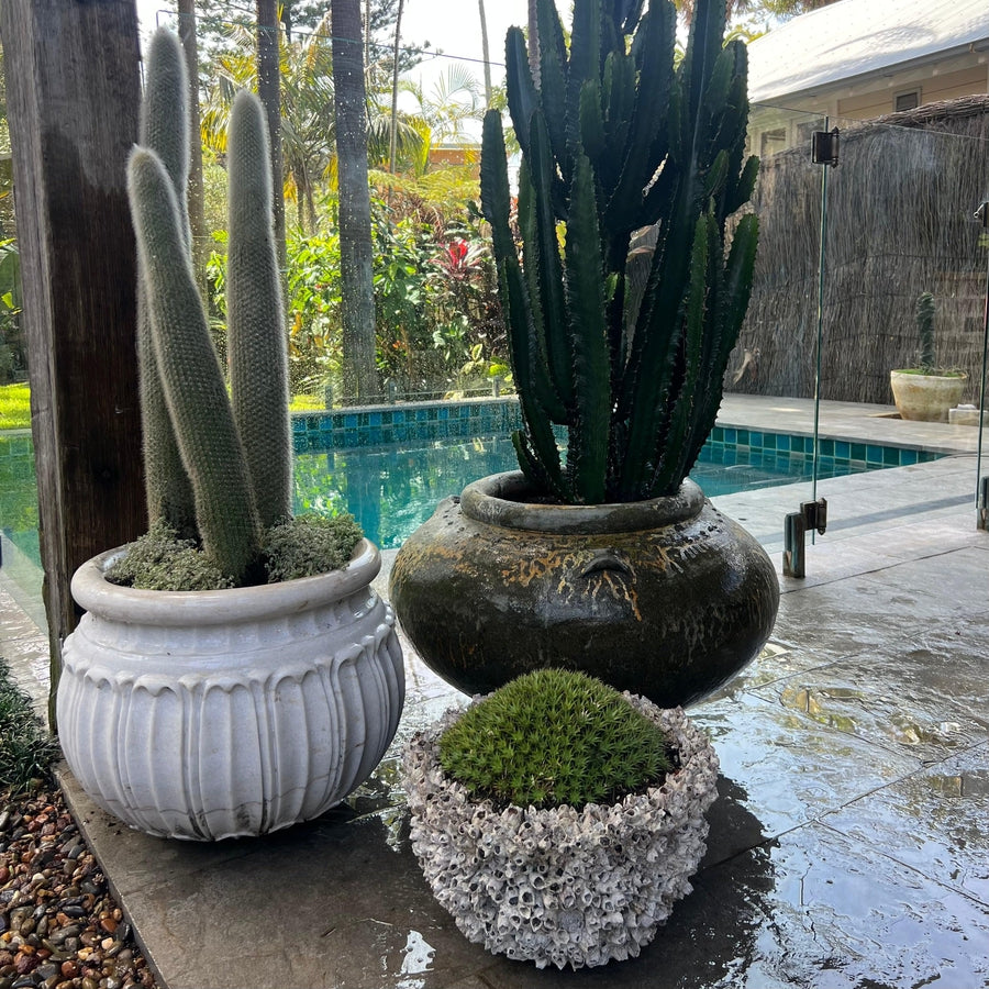 Barnacle bowl/pot
