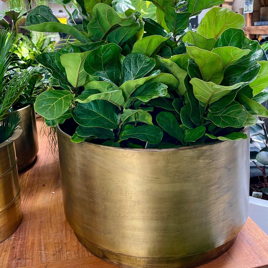 large brass planter pots australia Indian Brass floating planter