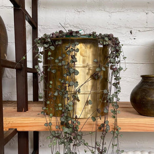 Brass ringed planter